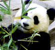 Chengdu Tours