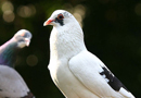 Zoological and Botanical Garden