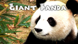 Giant Panda